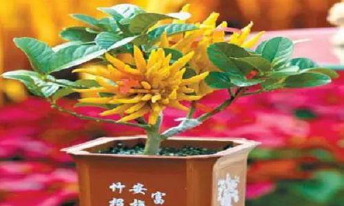 佛手花不开花怎么办？如何促进开花？