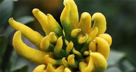 佛手花不开花怎么办？如何促进开花？