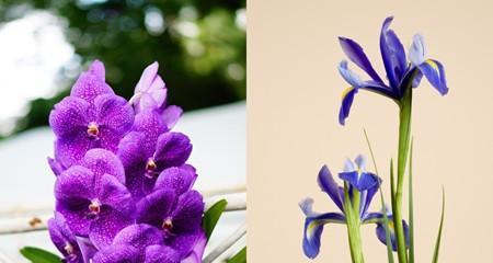 什么花的花语代表主角？揭秘花语背后的含义是什么？