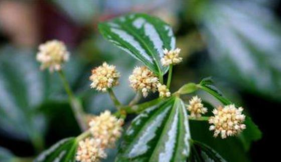 什么花的花语代表主角？揭秘花语背后的含义是什么？