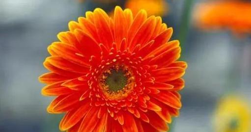 什么花的花语代表主角？揭秘花语背后的含义是什么？