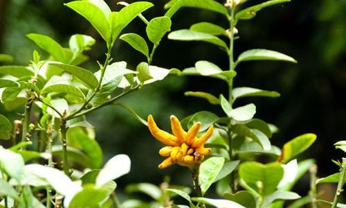 佛手花可以吃吗？食用佛手花的安全性和方法是什么？
