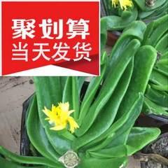 佛手花可以吃吗？食用佛手花的安全性和方法是什么？