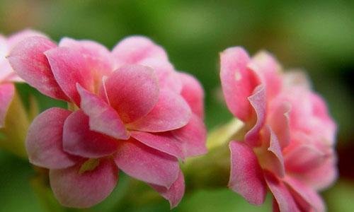 什么花代表祝福？花语中有哪些花象征着祝福？