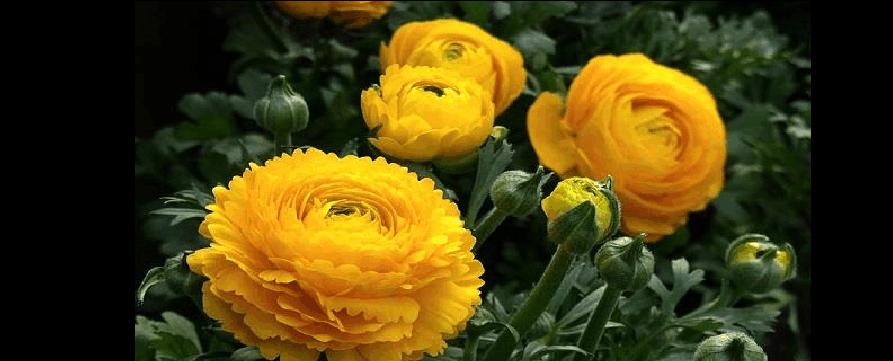 什么花代表专一的爱？揭秘花语背后的浪漫含义？