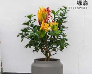 卧室摆放佛手花有哪些注意事项？
