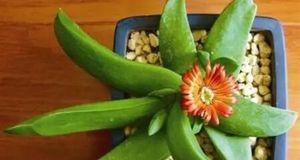 佛手花的开花时间是什么时候？如何正确养护以促进开花？