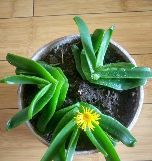 佛手花喜欢阳光吗？如何正确为佛手花提供光照？
