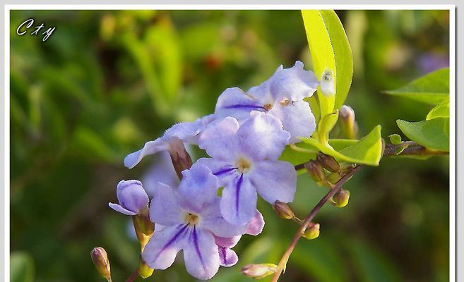 什么花代表自私的花语？了解花语背后的含义是什么？