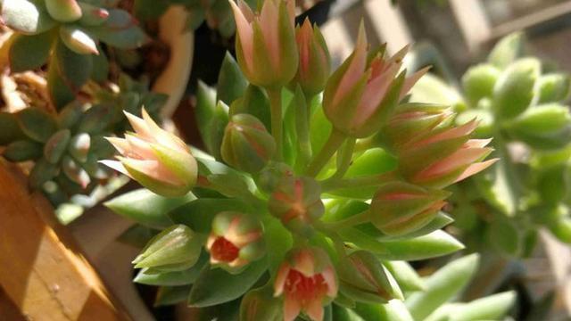 佛手花养殖方法有哪些？如何正确养护佛手花？