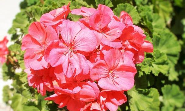 什么花代表自信？花语中自信的花朵有哪些？