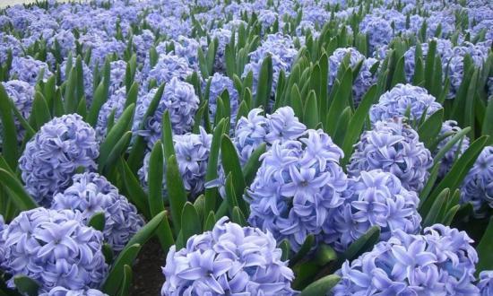 什么花代表自信？花语中自信的花朵有哪些？