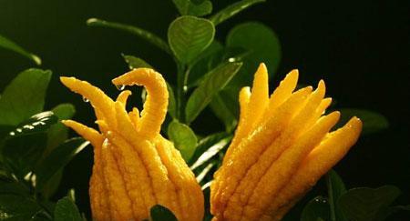 佛手种植几年能结果实？多久可以开始收获？