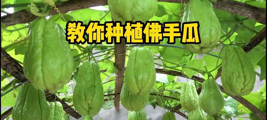 佛手种植几年能结果实？多久可以开始收获？