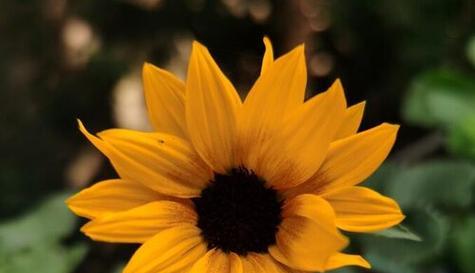 什么花代表自信阳光？花语中象征自信阳光的花卉有哪些？