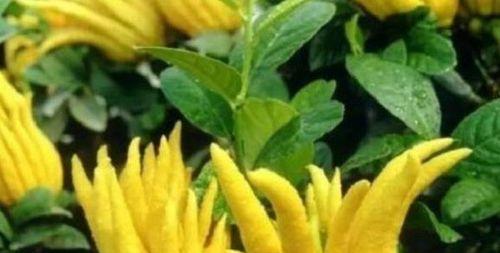佛手几年开花结果？如何促进其开花结果？