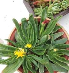 佛手几年开花结果？如何促进其开花结果？