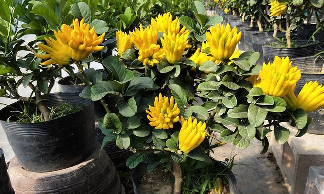 佛手几月份开花结果？如何促进其开花结果？