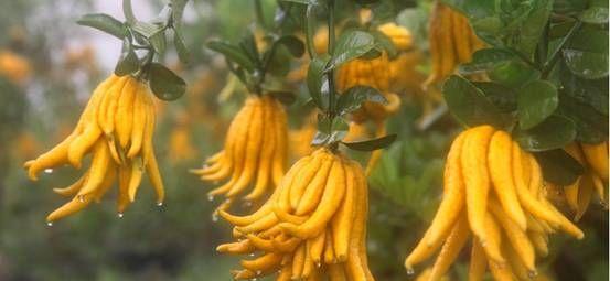 佛手耐寒多少度？如何在冬季保护佛手植物？