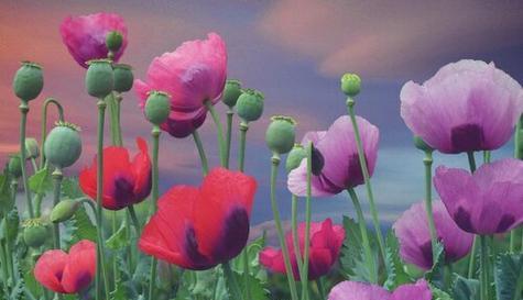 什么花代表忏悔？花语中忏悔的花有哪些？