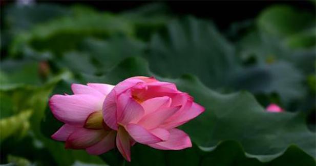 双生花代表什么？双生花的象征意义有哪些疑问？