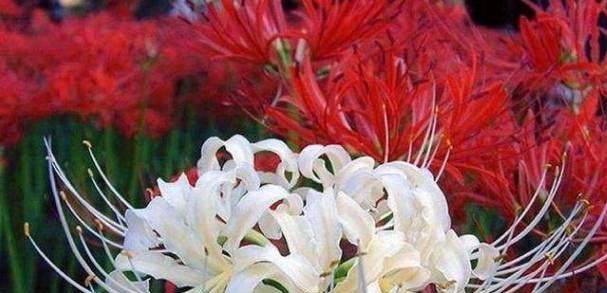 双生花代表什么？双生花的象征意义有哪些疑问？