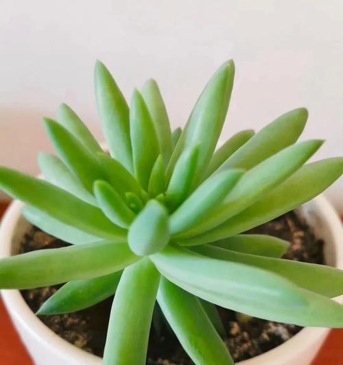 佛手怎么养殖方法？适合家庭种植的技巧有哪些？