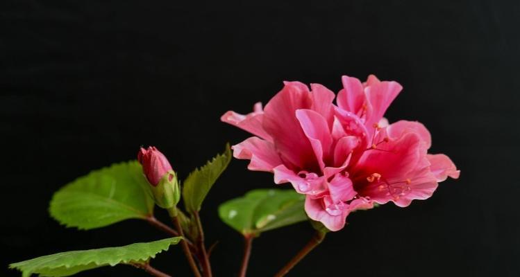 双生花代表什么？双生花的象征意义有哪些疑问？