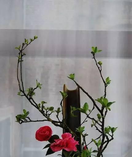 佛堂适合养什么花？哪些花卉能增添宁静氛围？