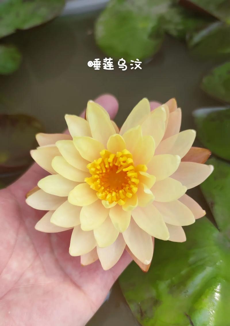 睡莲象征意义是什么？如何理解睡莲的文化内涵？