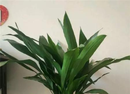 佛堂适合养什么花或植物？有哪些推荐？