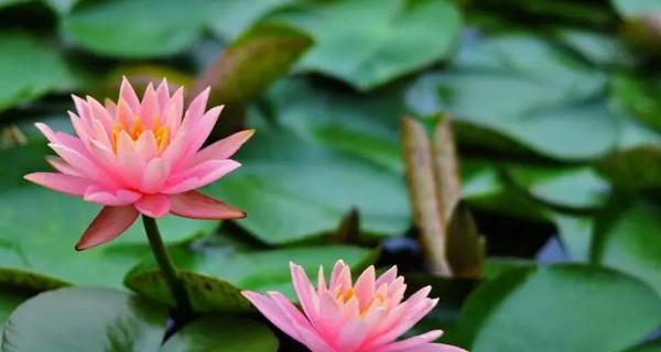 睡莲花语和寓意象征着什么意思？如何理解睡莲的深层含义？