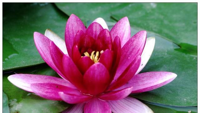 睡莲开花的寓意象征是什么？如何解读睡莲的花语？