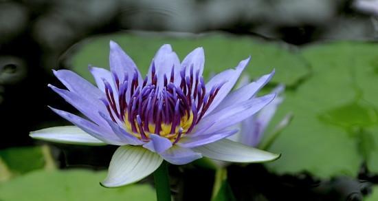 睡莲开花的寓意象征是什么？如何解读睡莲的花语？