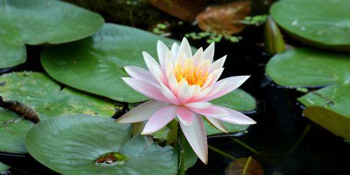 睡莲什么时候开花？花语与寓意是什么？