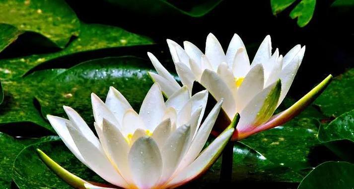 睡莲什么时候开花？花语与寓意是什么？