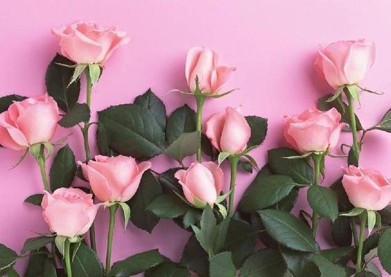 四朵玫瑰花代表什么含义？花语解读与送花指南？