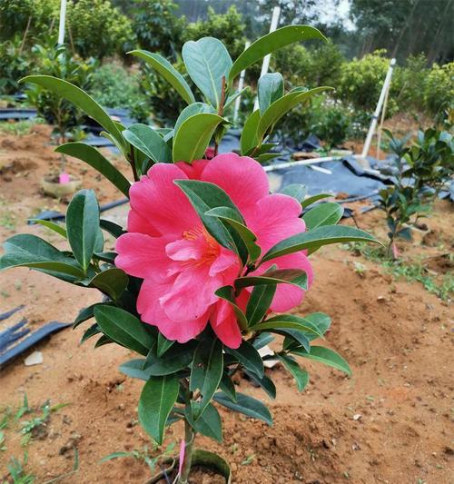 四季茶花花语是什么？各季节茶花代表什么意义？