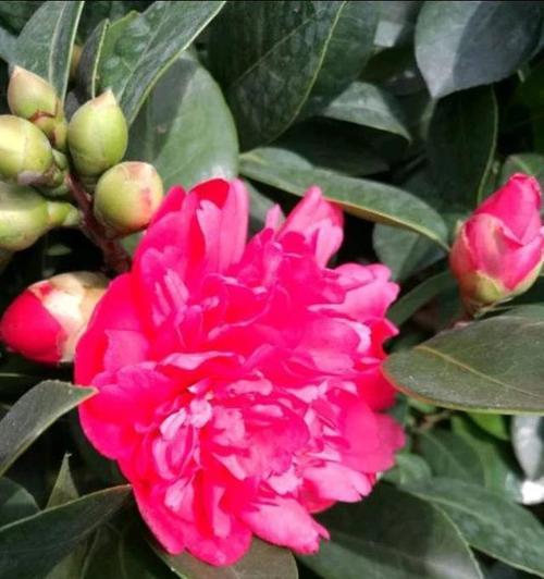 四季茶花花语是什么？各季节茶花代表什么意义？