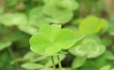 四叶草的花语是什么意义？如何解读四叶草的幸运象征？
