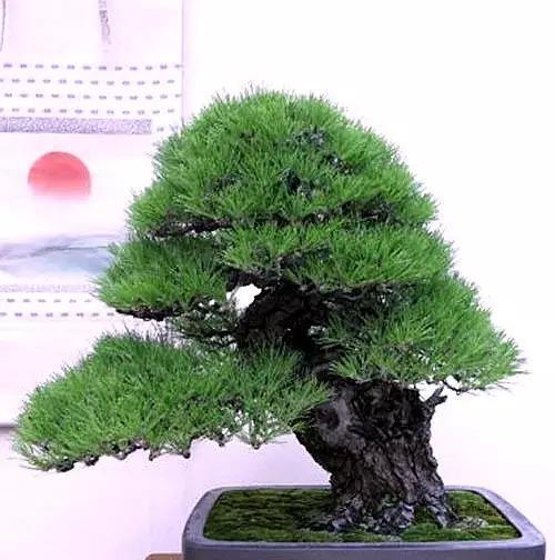 松柏象征着什么意义？松柏的寓意和象征有哪些？