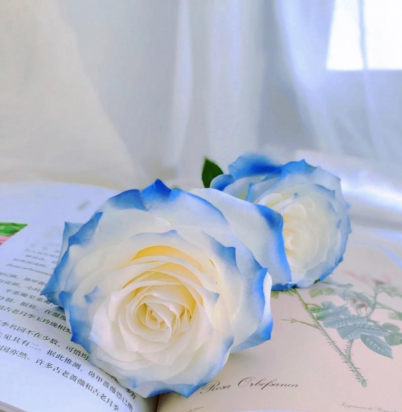 碎冰蓝花语代表什么？如何解读碎冰蓝的花语含义？