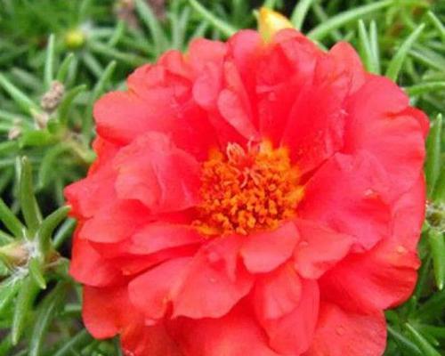 太阳花的花语是什么？如何正确解读太阳花的含义？