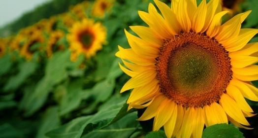 太阳花的寓意和象征是什么？如何在园艺中运用？