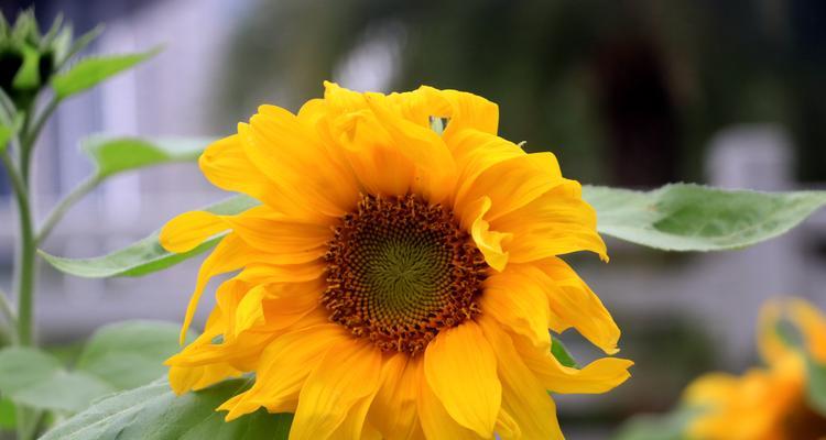 太阳花的寓意和象征是什么？如何在园艺中运用？