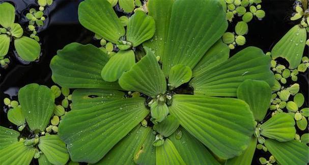 浮萍会开花吗？如果开花，颜色和样子是怎样的？