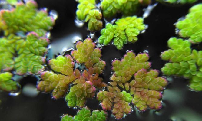 浮萍会开花吗？如果开花，颜色和样子是怎样的？