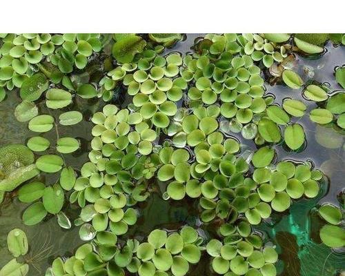 浮萍会开花吗？浮萍属于开花植物吗？