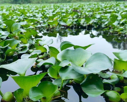 浮萍属于被子植物吗？浮萍的分类和特性是什么？