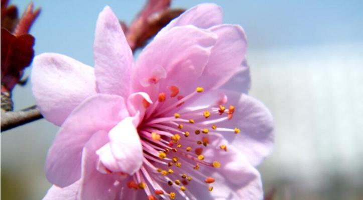 桃花花语和寓意代表什么？如何解读桃花的象征意义？